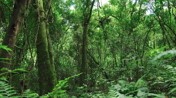 Tailandia bombardea su país con semillas de árboles para combatir la  deforestación – DIARIO GT